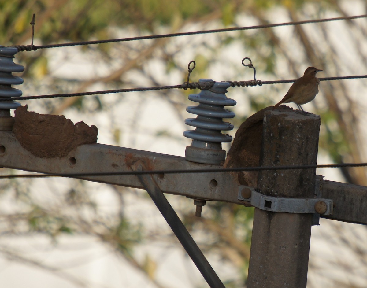 Pale-legged Hornero - ML646366509