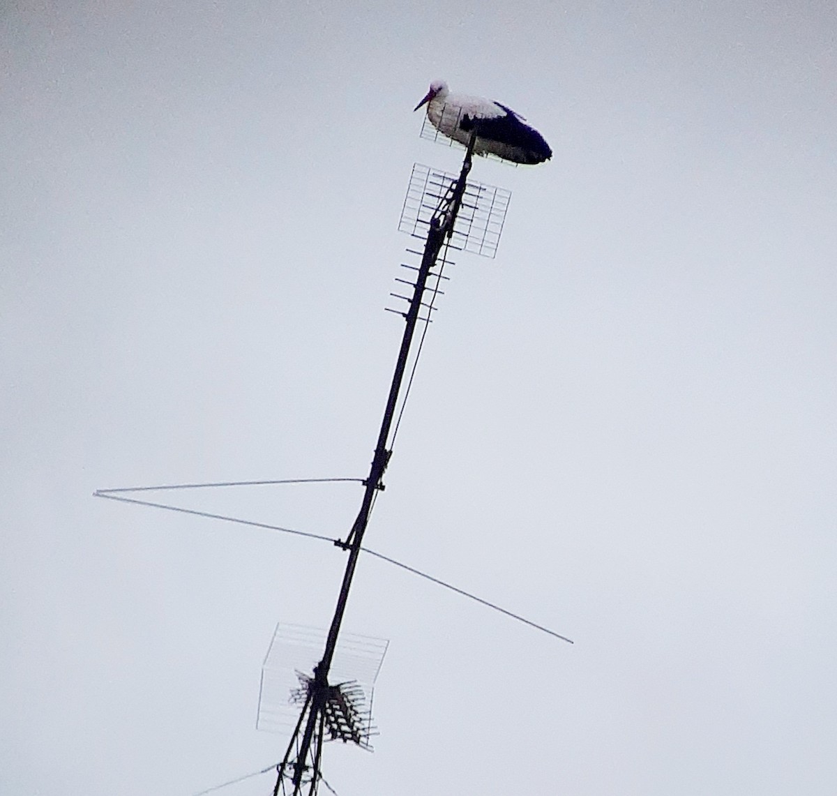 White Stork - ML646366510