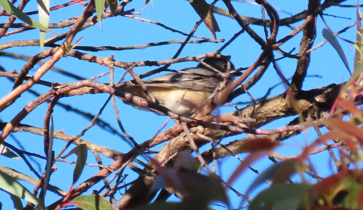 Свистун рудочеревий - ML646366514