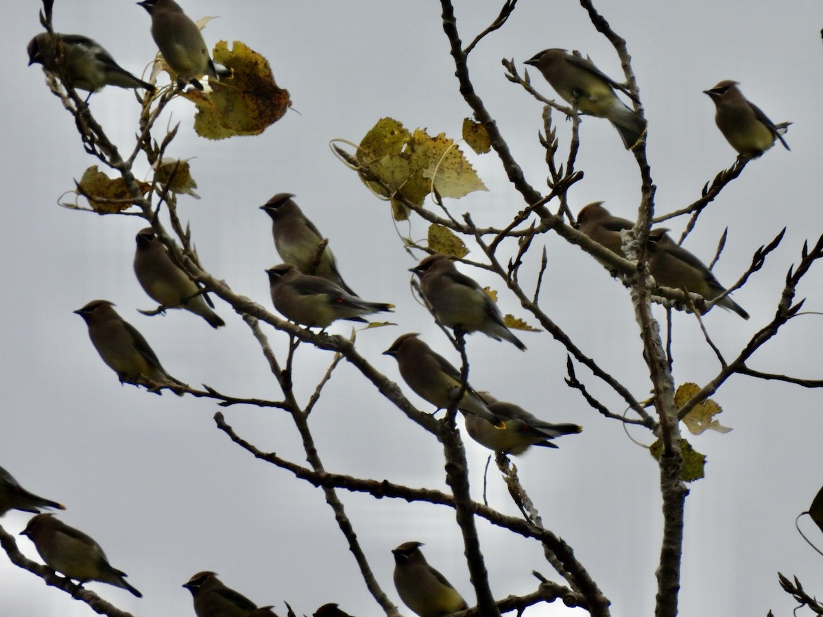 brkoslav americký - ML646366515