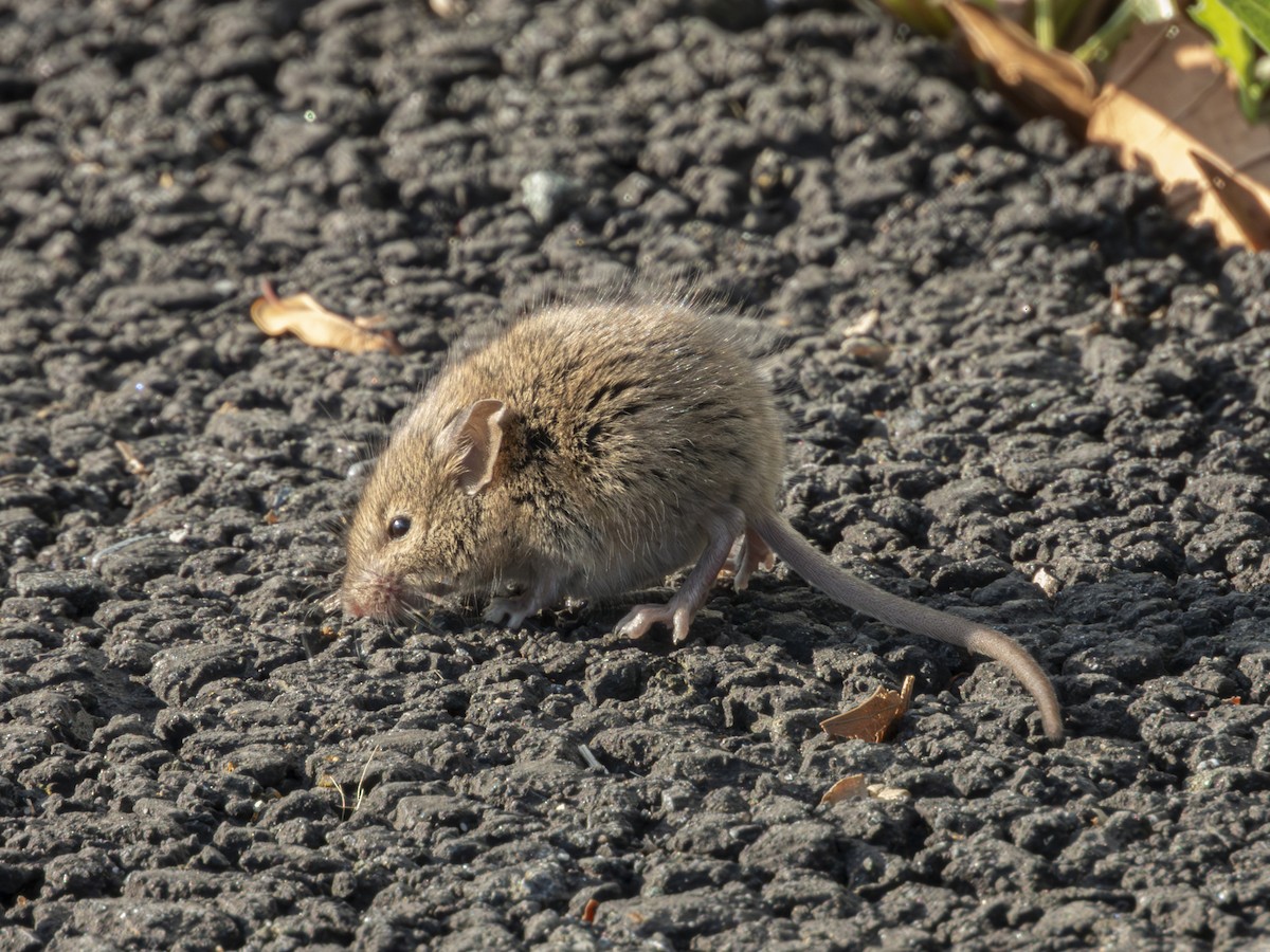 Mammals - ML646366539