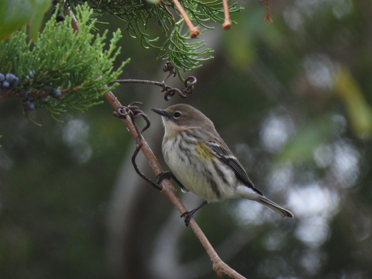 lesňáček žlutoskvrnný - ML646366546