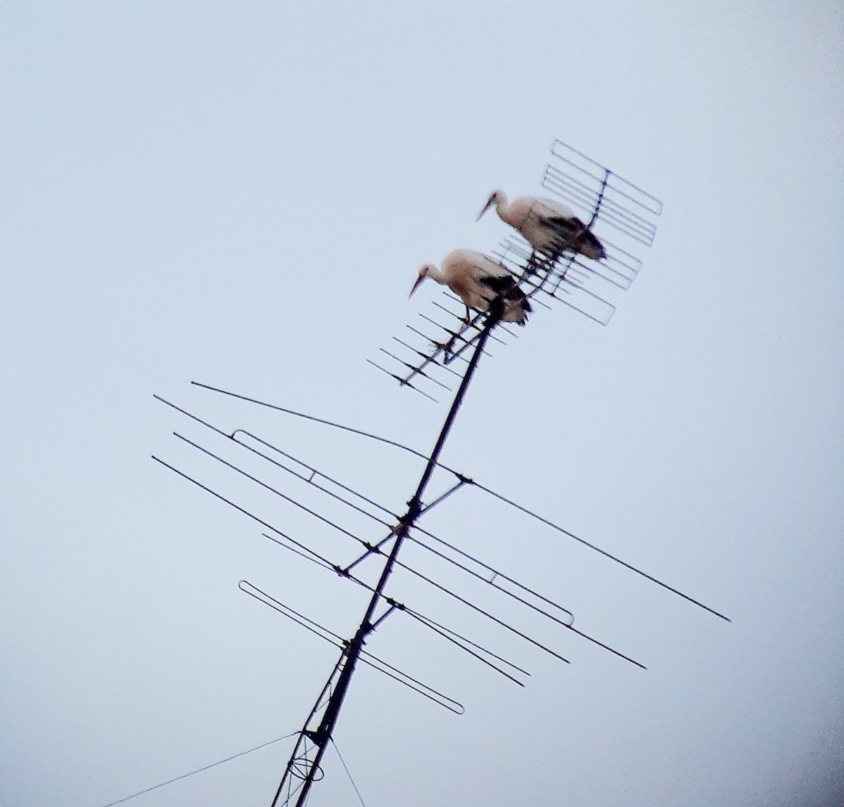 White Stork - ML646366547