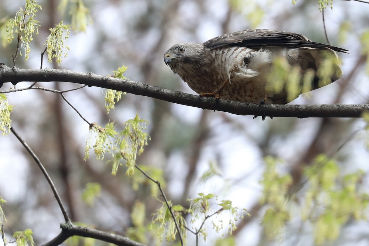 Broad-winged Hawk - ML646366553