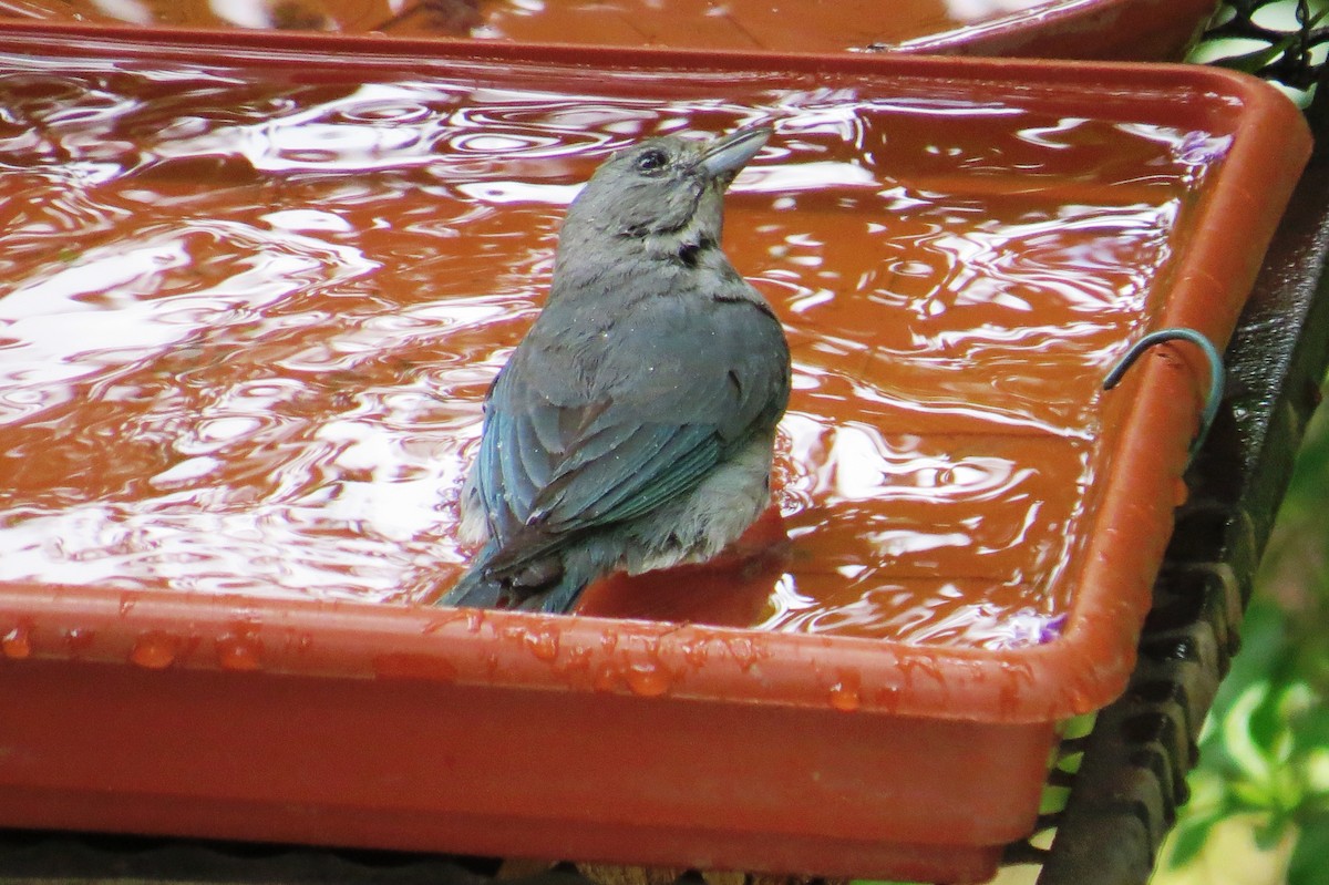 Sayaca Tanager - ML646366557