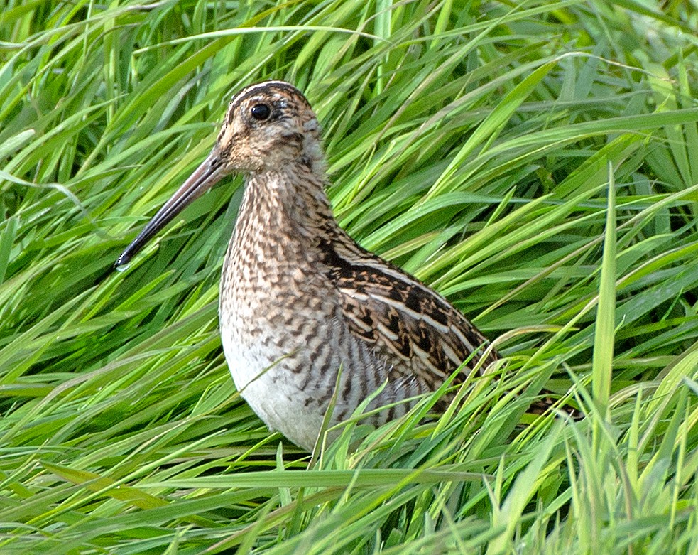 Magellanic Snipe - ML646366558