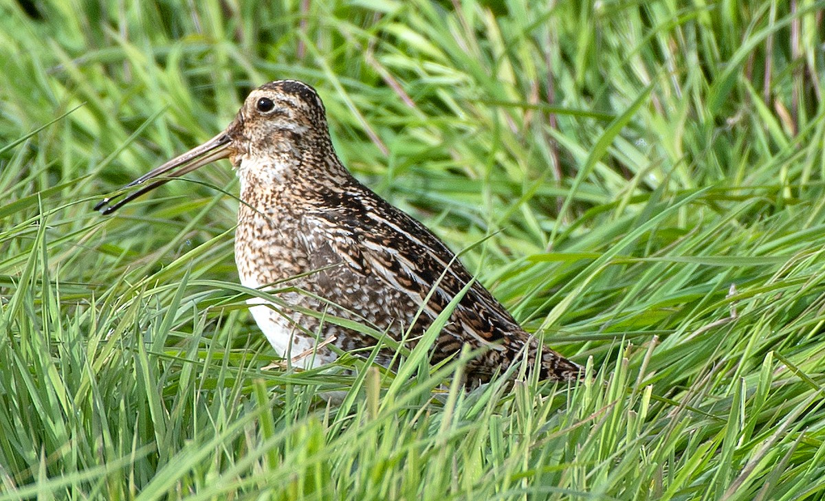 Magellanic Snipe - ML646366559