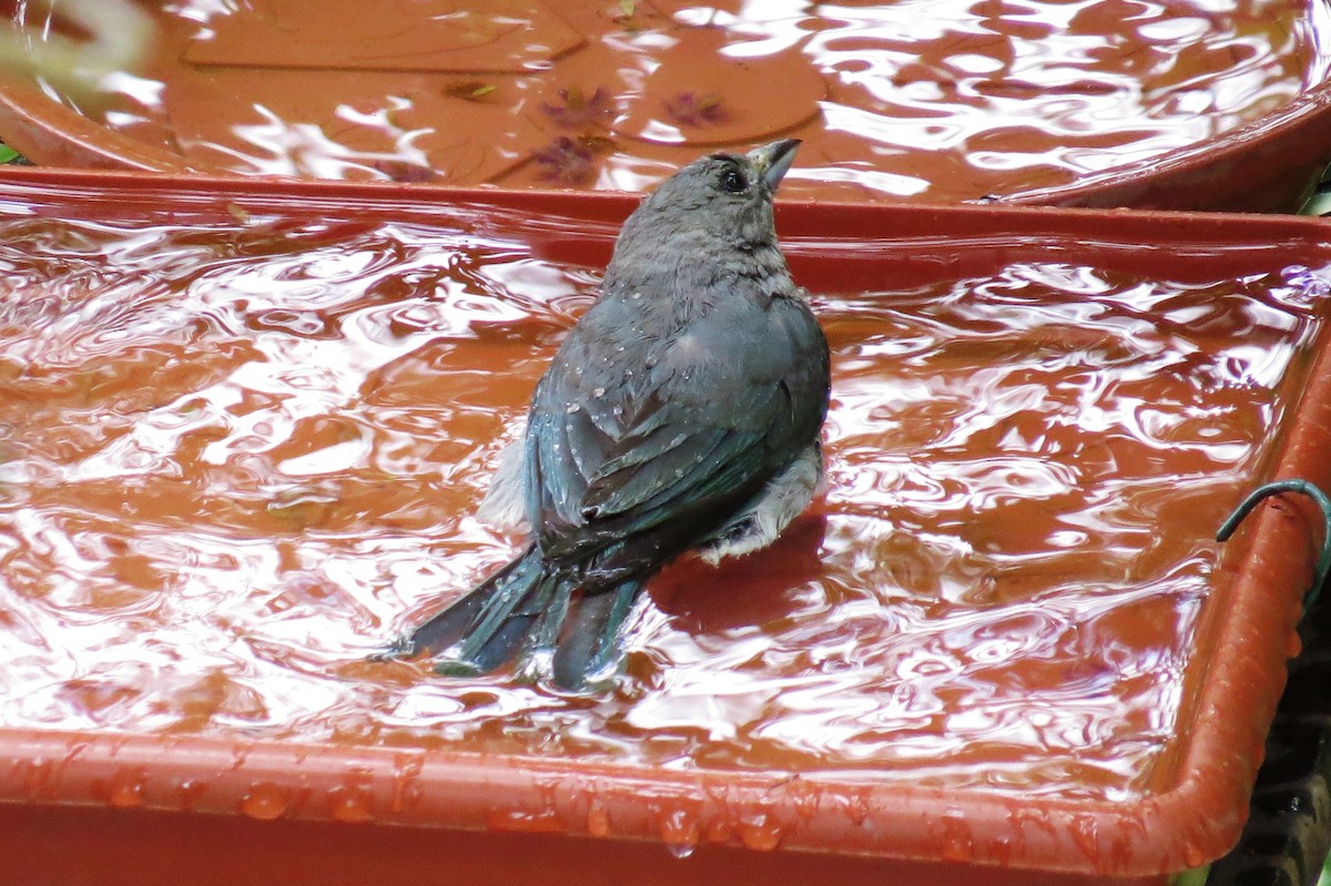 Sayaca Tanager - ML646366560