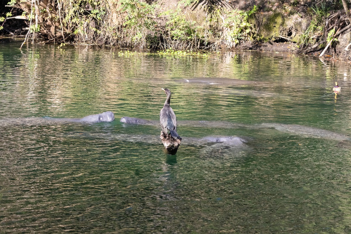 totoppskarv - ML646366561