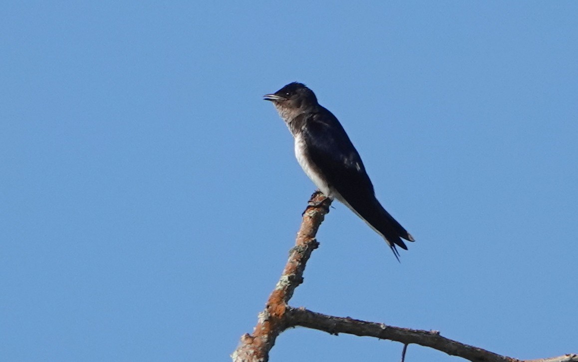 Gray-breasted Martin - ML646366567