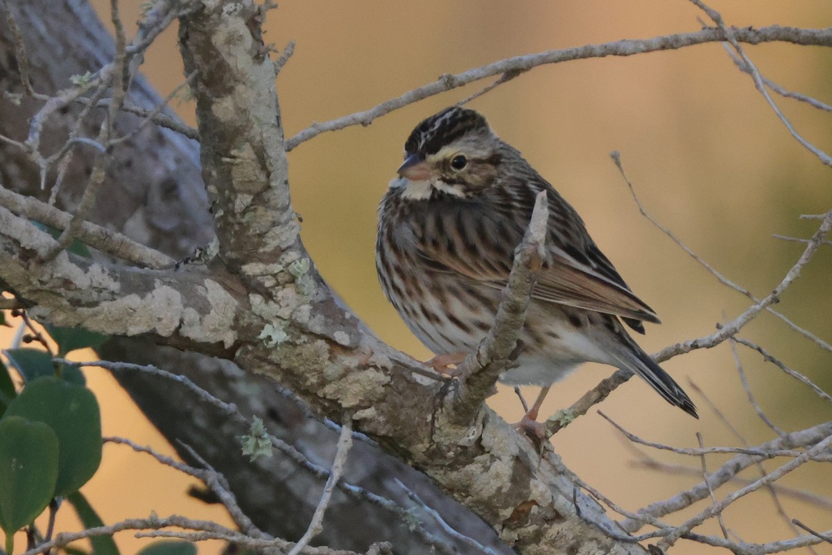 Savannah Sparrow (Savannah) - ML646366572