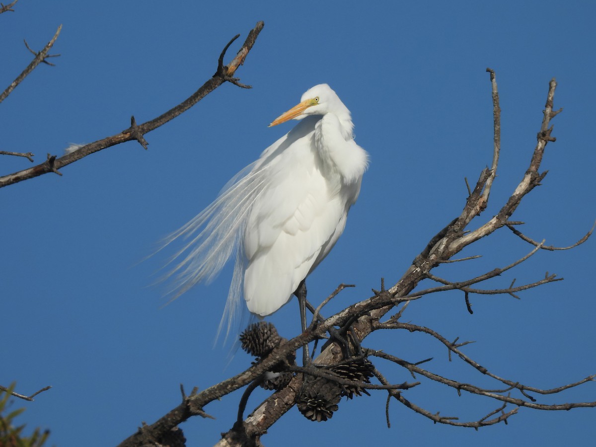 Büyük Ak Balıkçıl - ML646366573