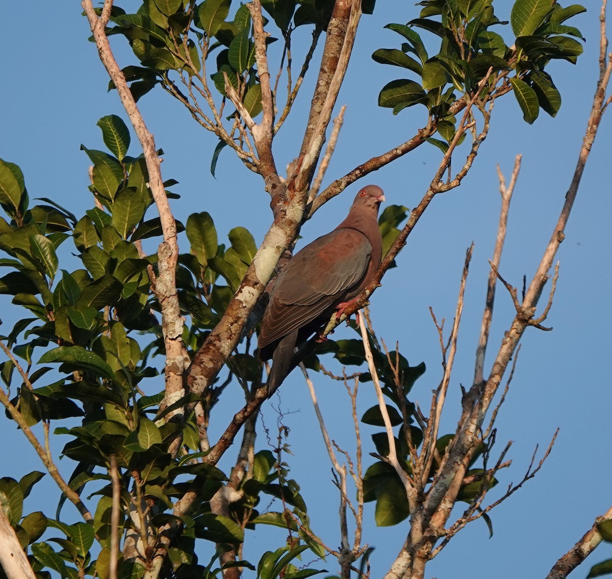 Sarı Gagalı Kızılca Güvercin - ML646366580