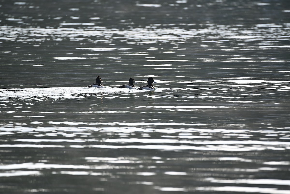 Ringschnabelente - ML646366591