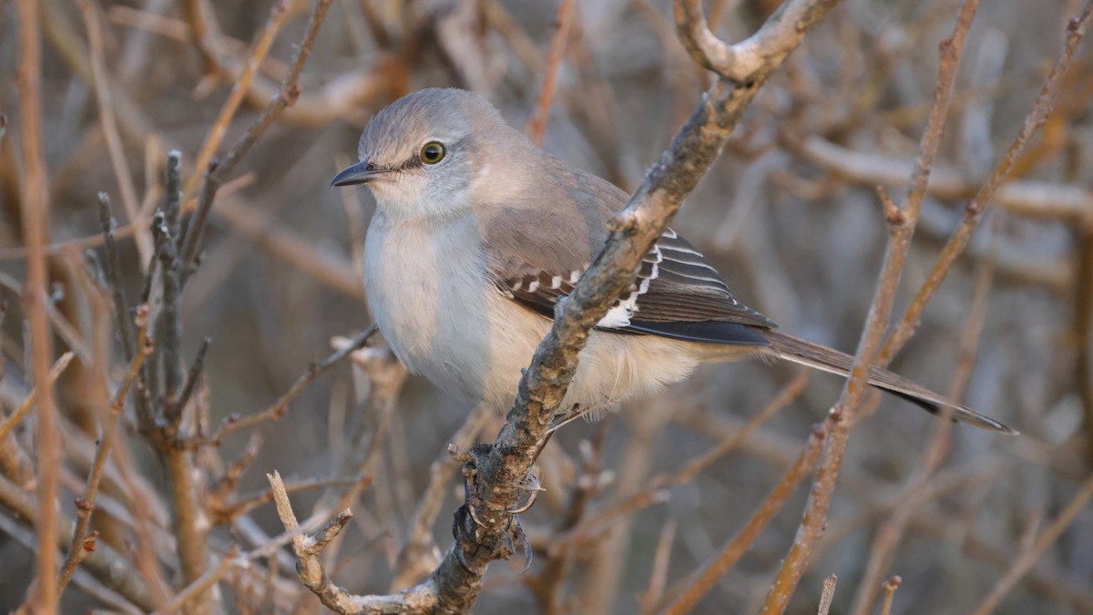 Пересмішник багатоголосий - ML646366595