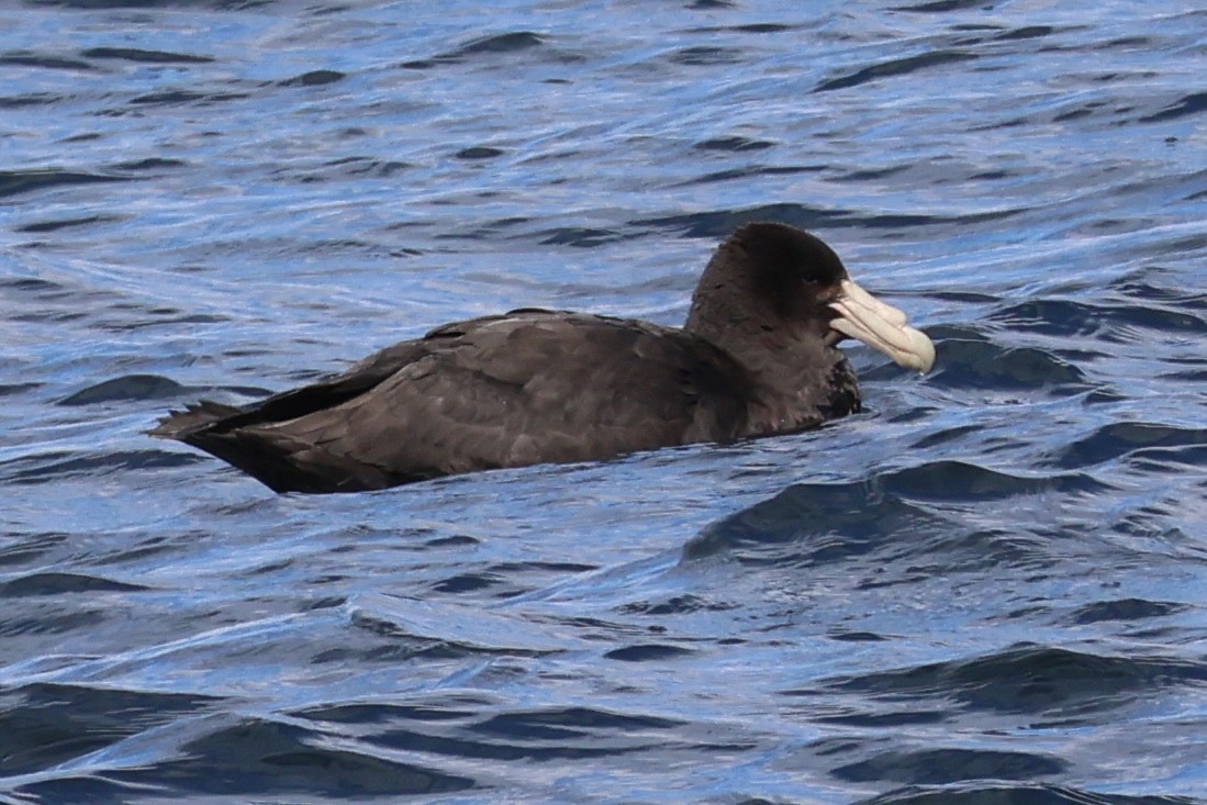 Antarktik Dev Fırtınakuşu - ML646366596