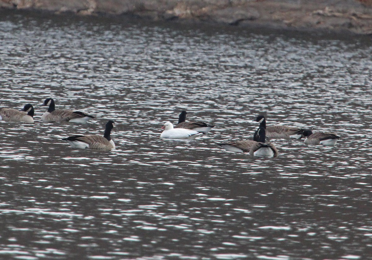 husa bělostná - ML646366598