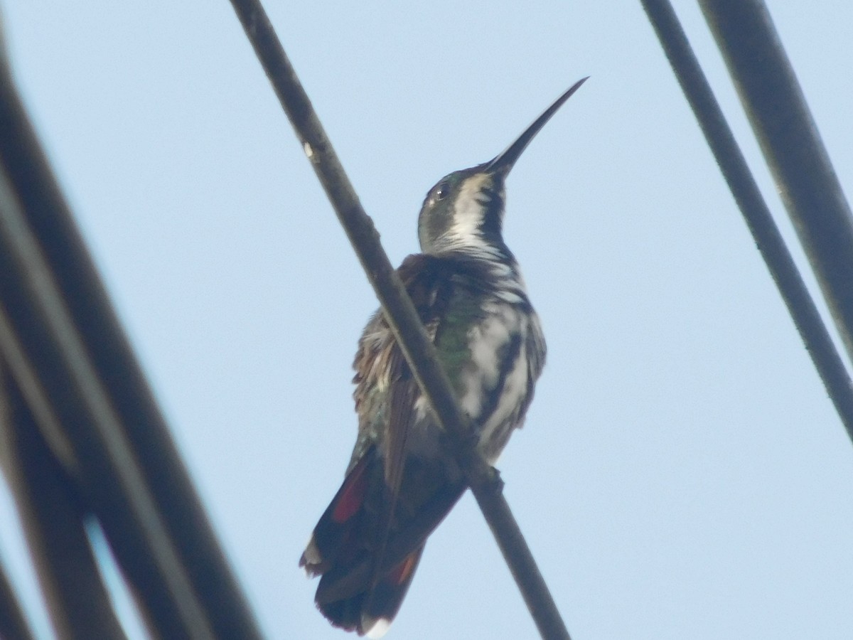 Black-throated Mango - ML646366605