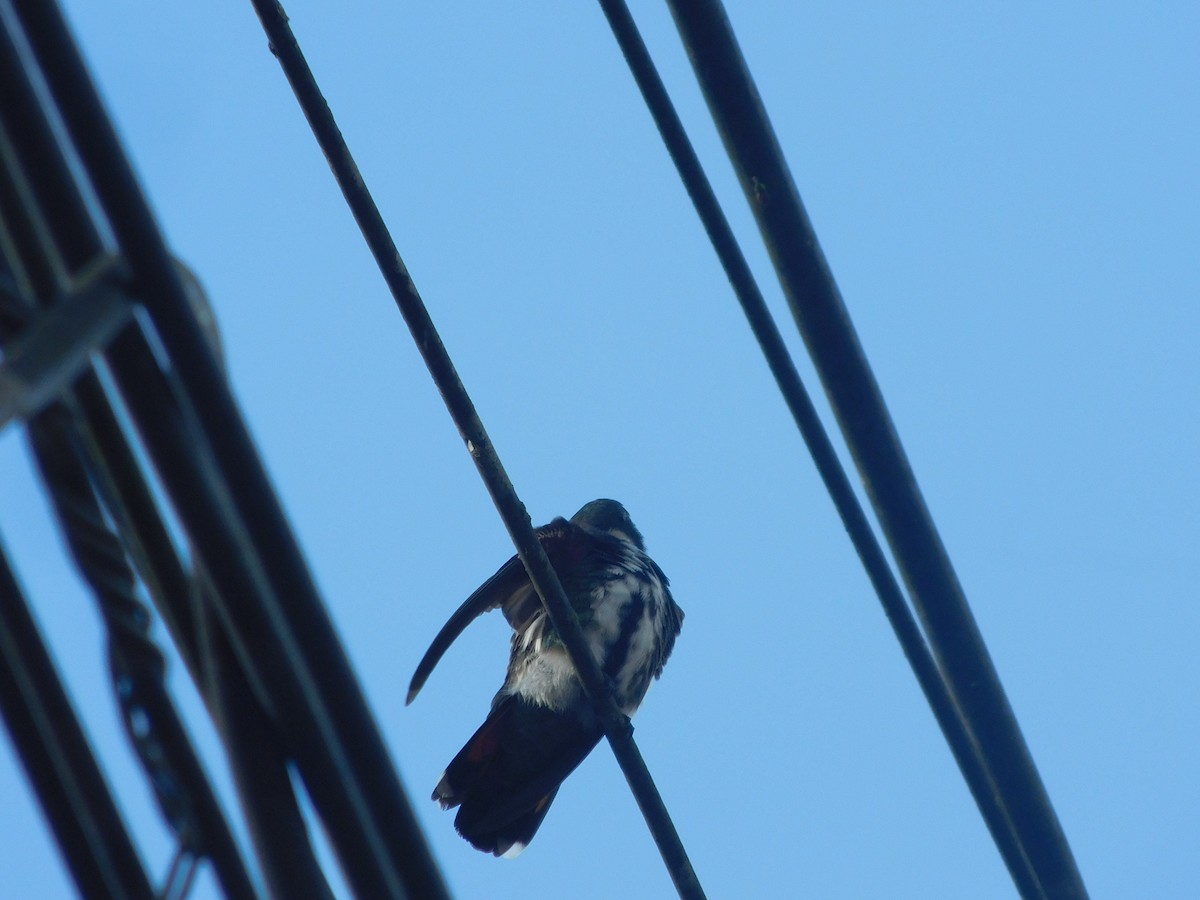 Black-throated Mango - ML646366606