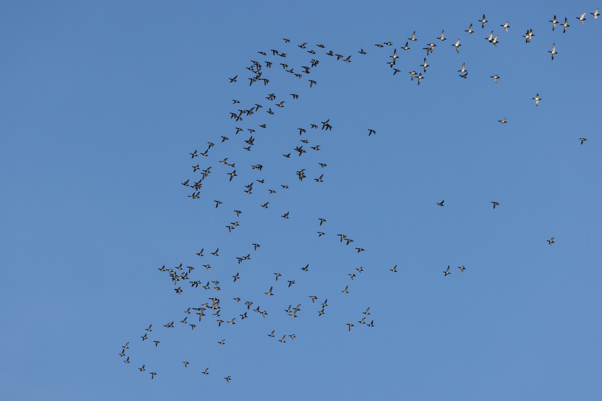 Lesser Scaup - ML646366608