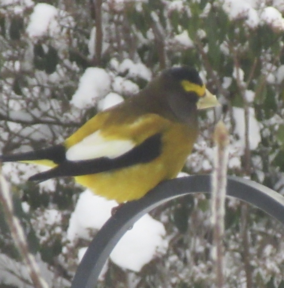 Evening Grosbeak - ML646366611