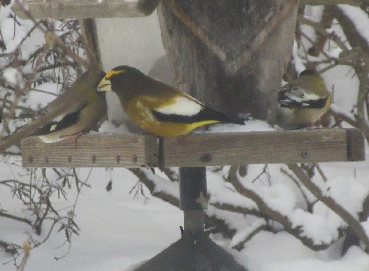 Evening Grosbeak - ML646366612