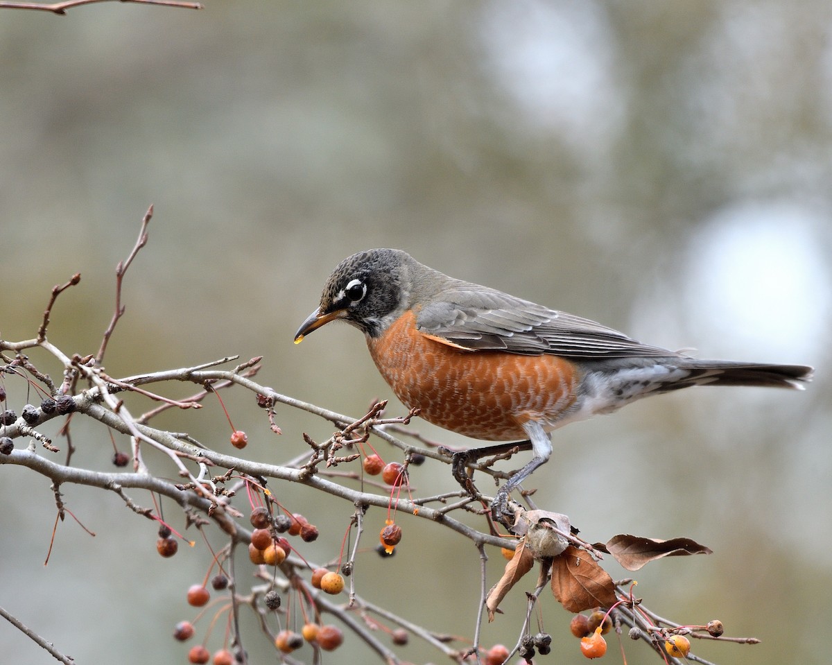American Robin - ML646366618
