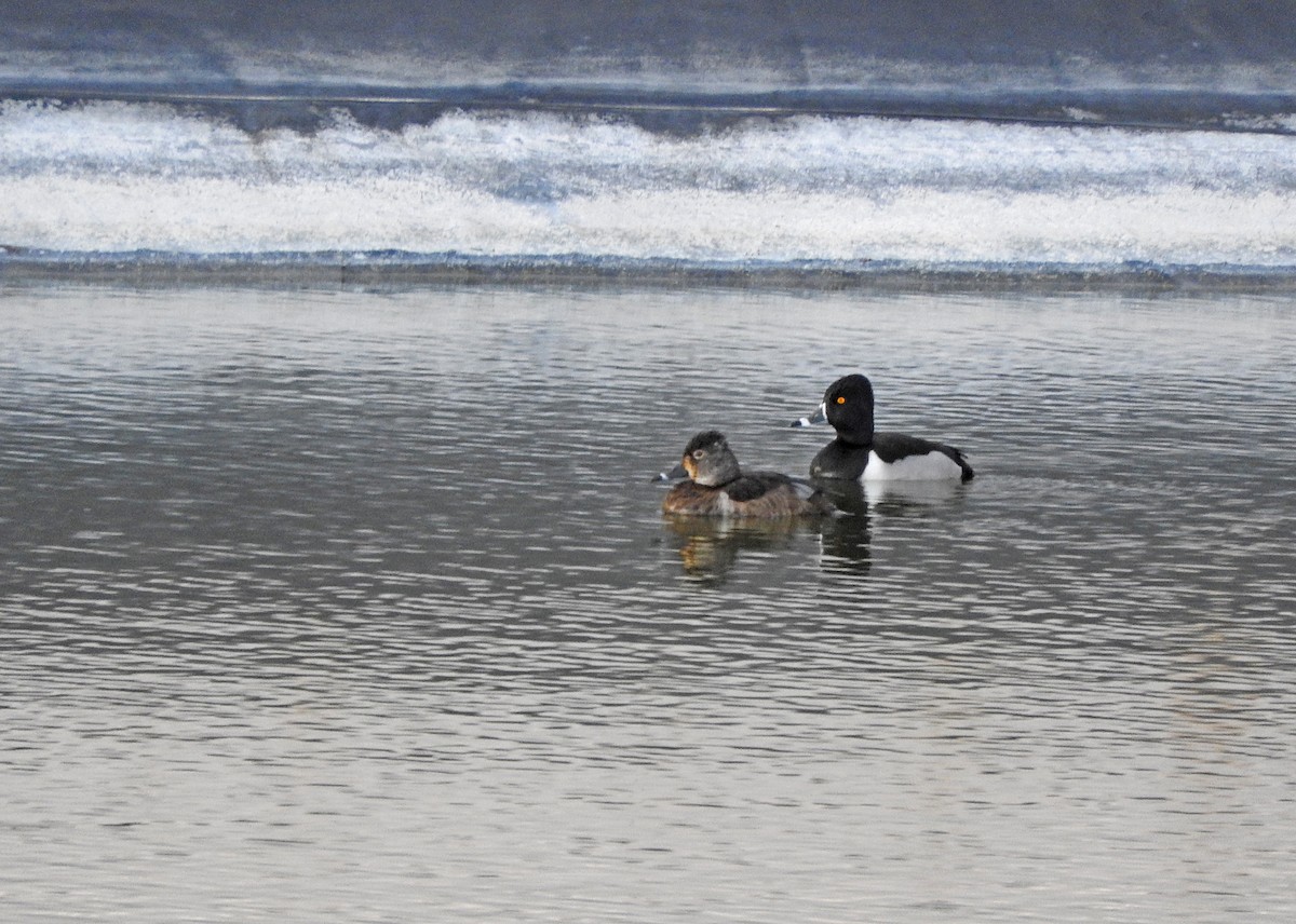 Ringschnabelente - ML646366623