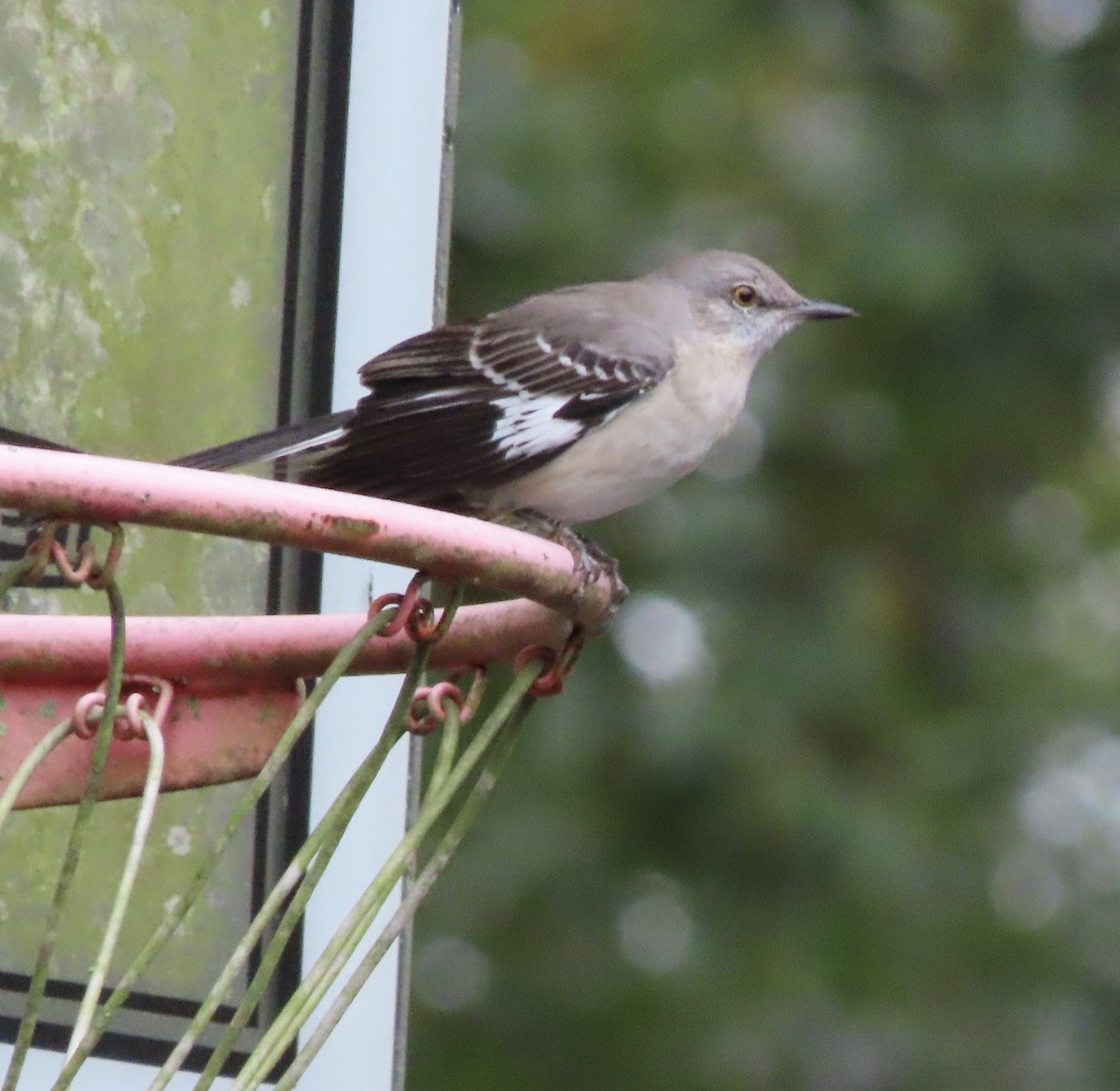 Пересмішник багатоголосий - ML646366624