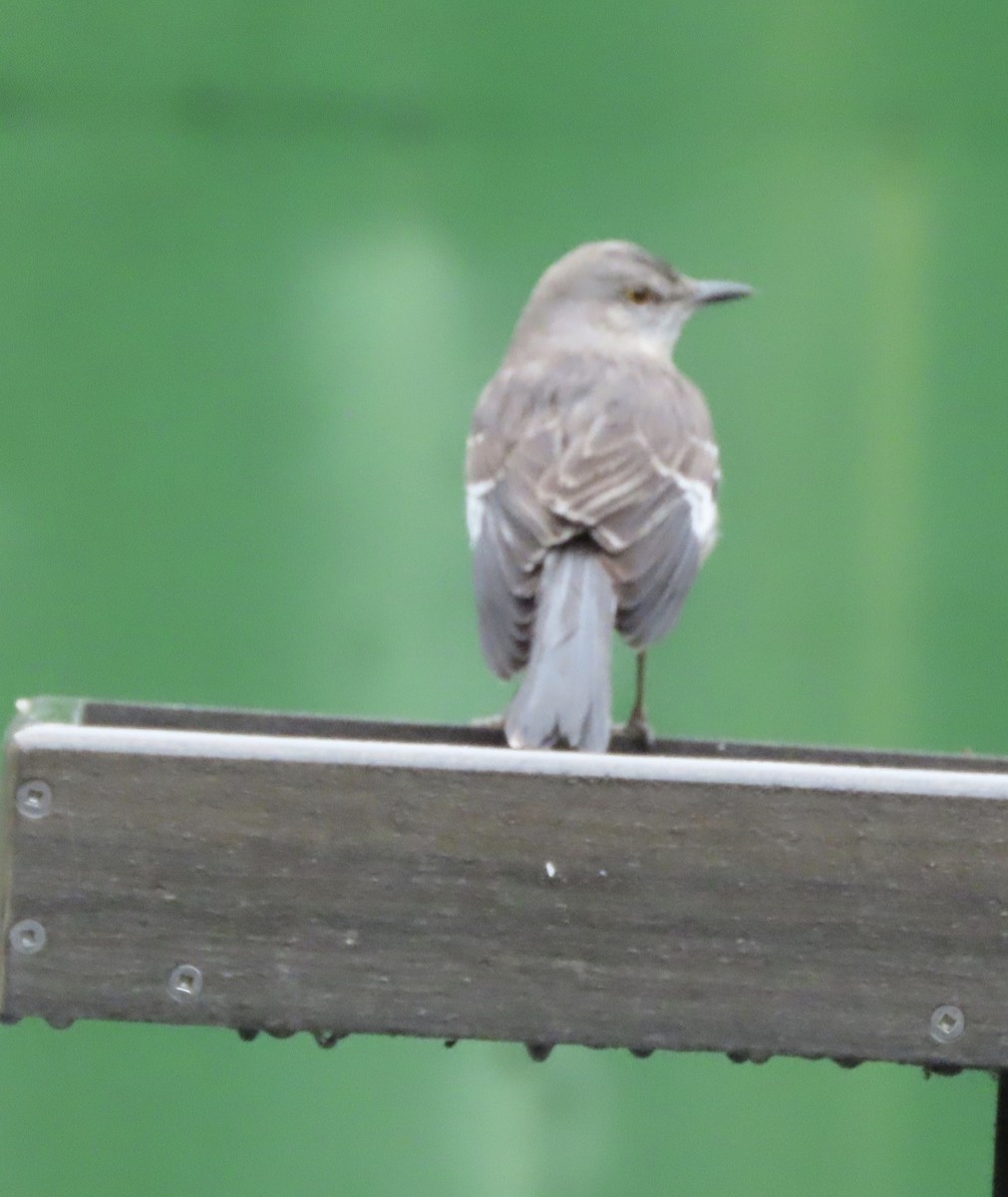 Пересмішник багатоголосий - ML646366625