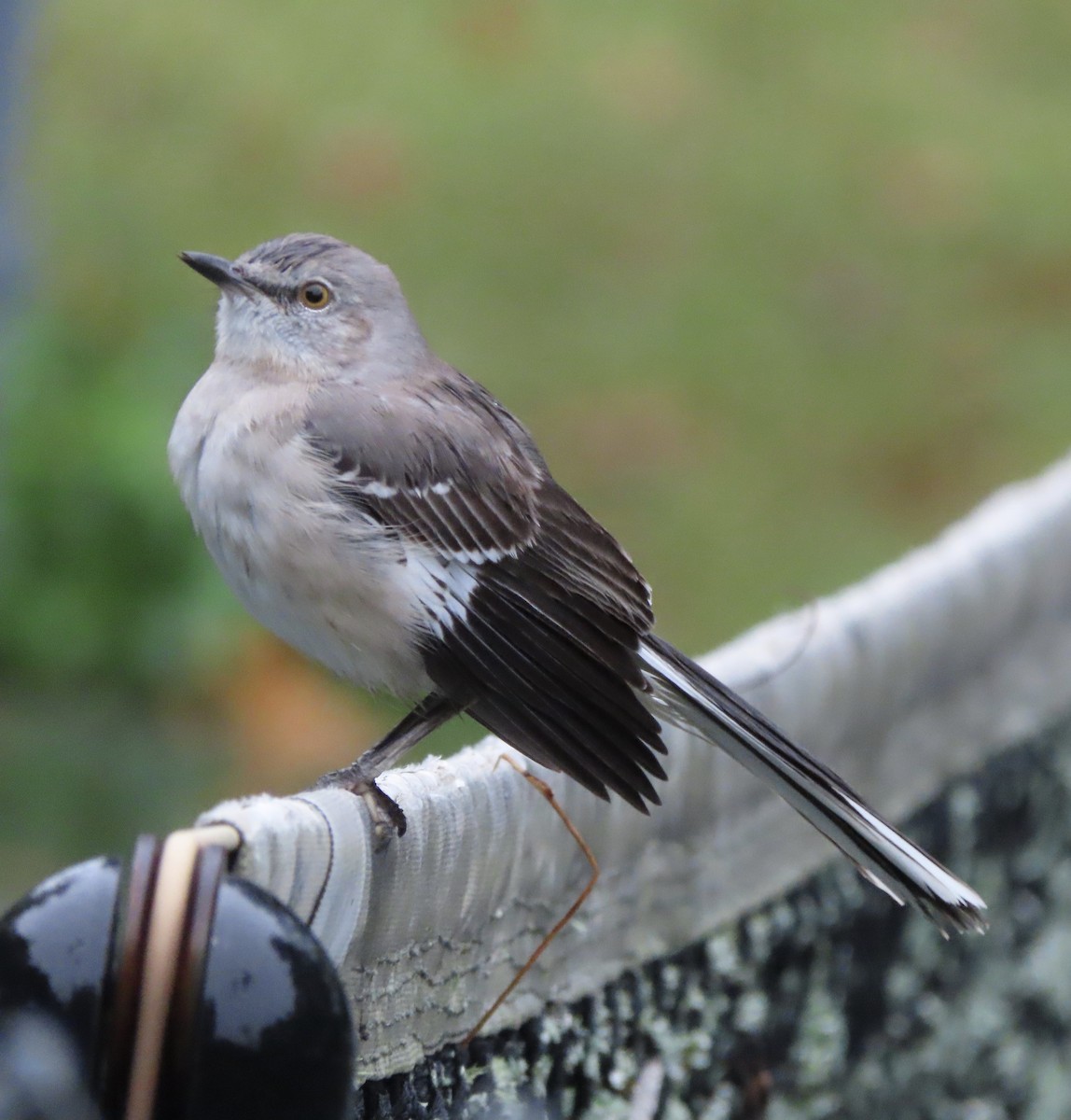 Пересмішник багатоголосий - ML646366626