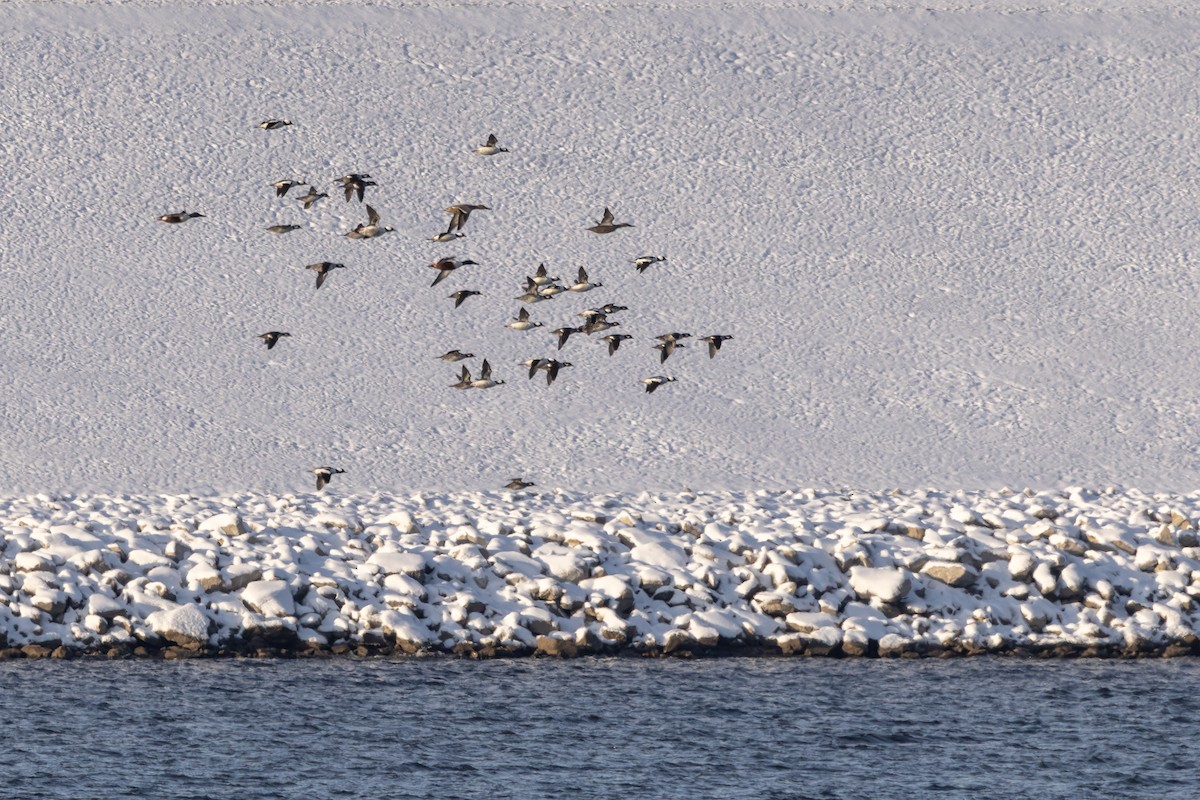 Bufflehead - ML646366627