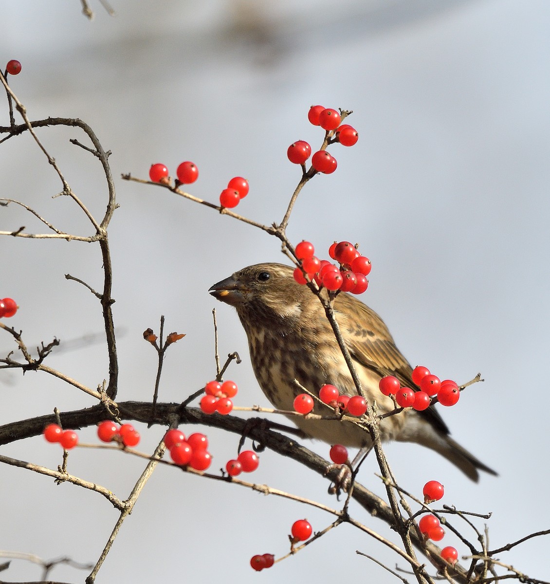 Purple Finch - ML646366629