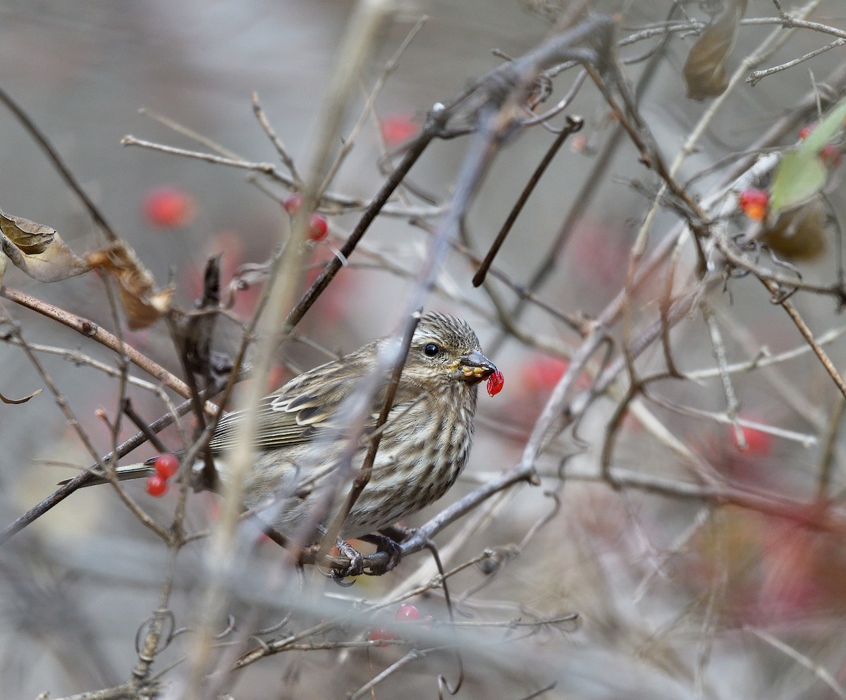 Purple Finch - ML646366630