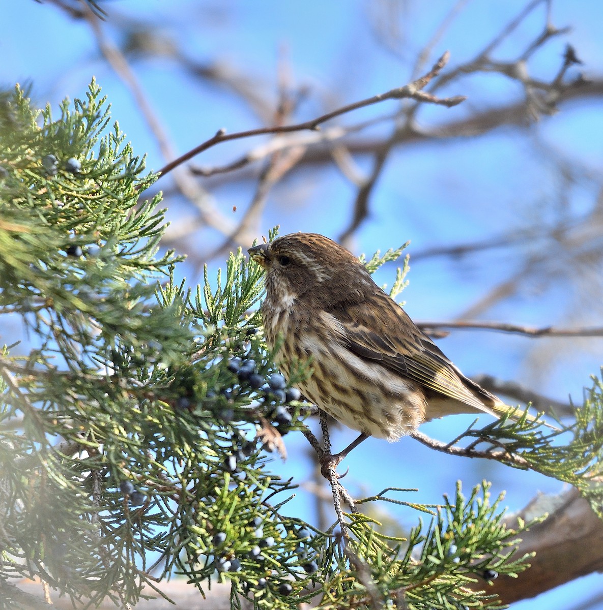 Purple Finch - ML646366631