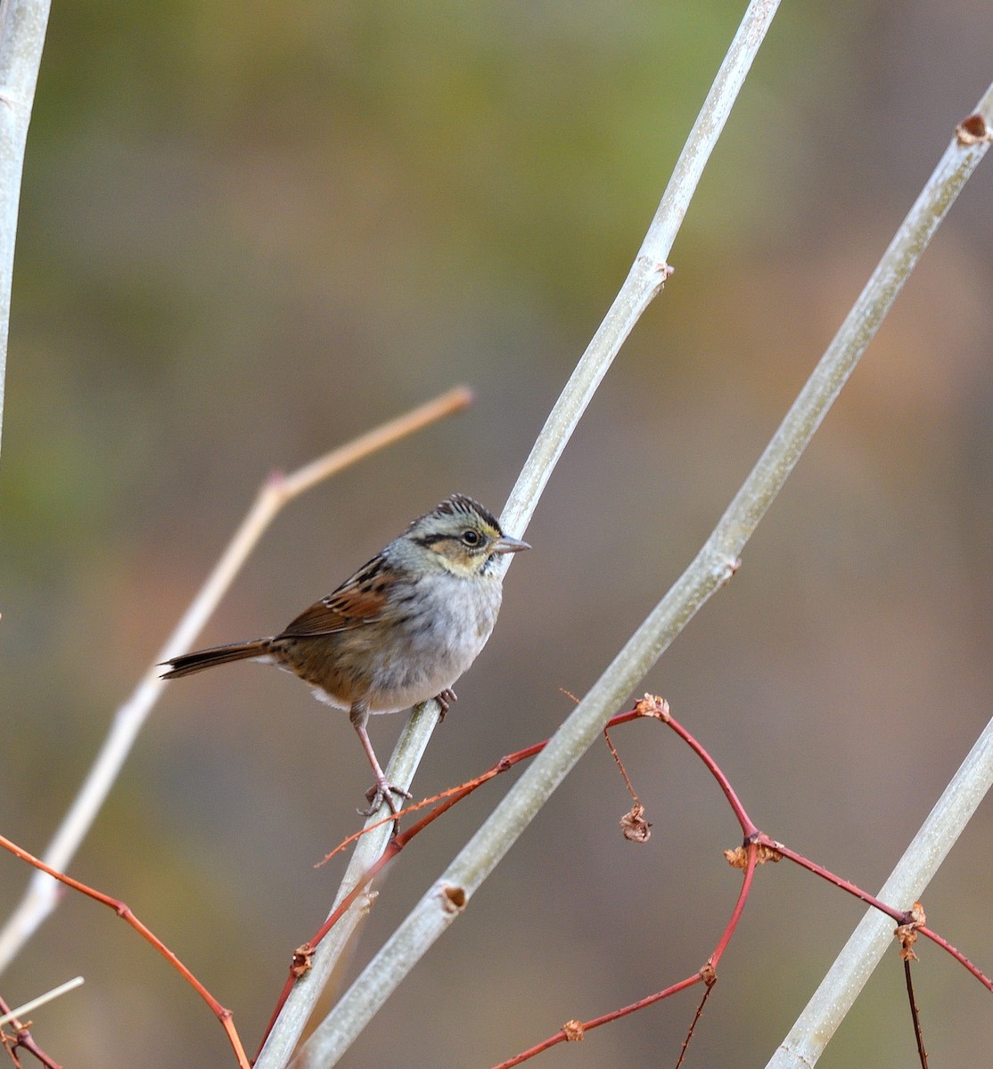 Swamp Sparrow - ML646366633