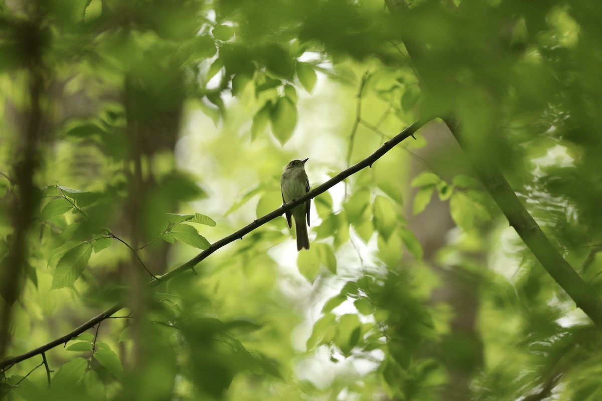 Acadian Flycatcher - ML646366635