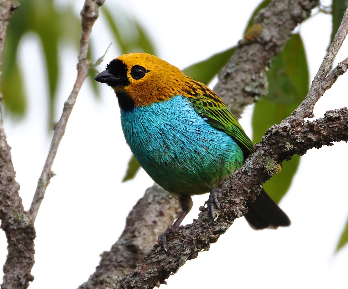 Gilt-edged Tanager - ML646366636