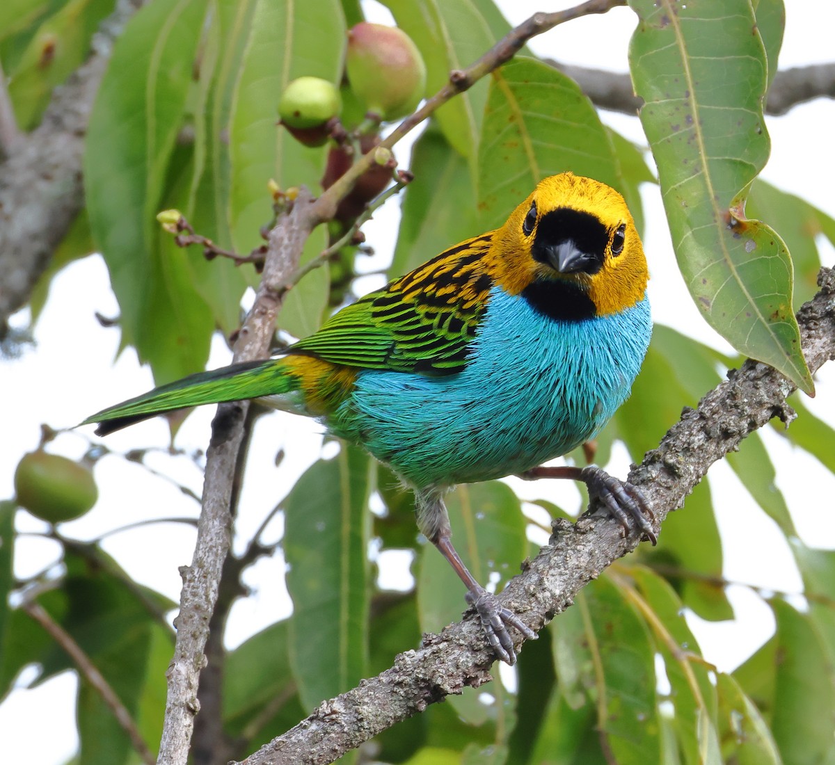 Gilt-edged Tanager - ML646366637