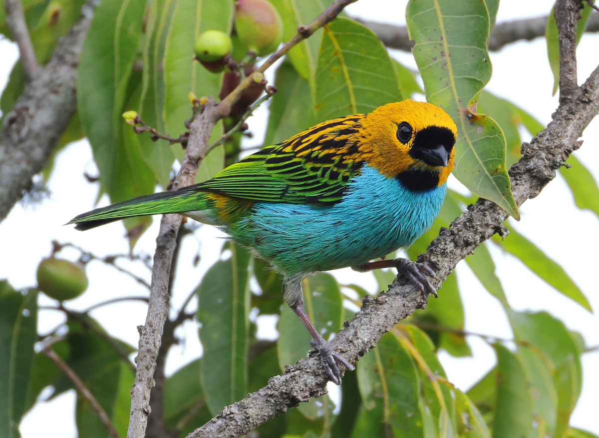 Gilt-edged Tanager - ML646366638