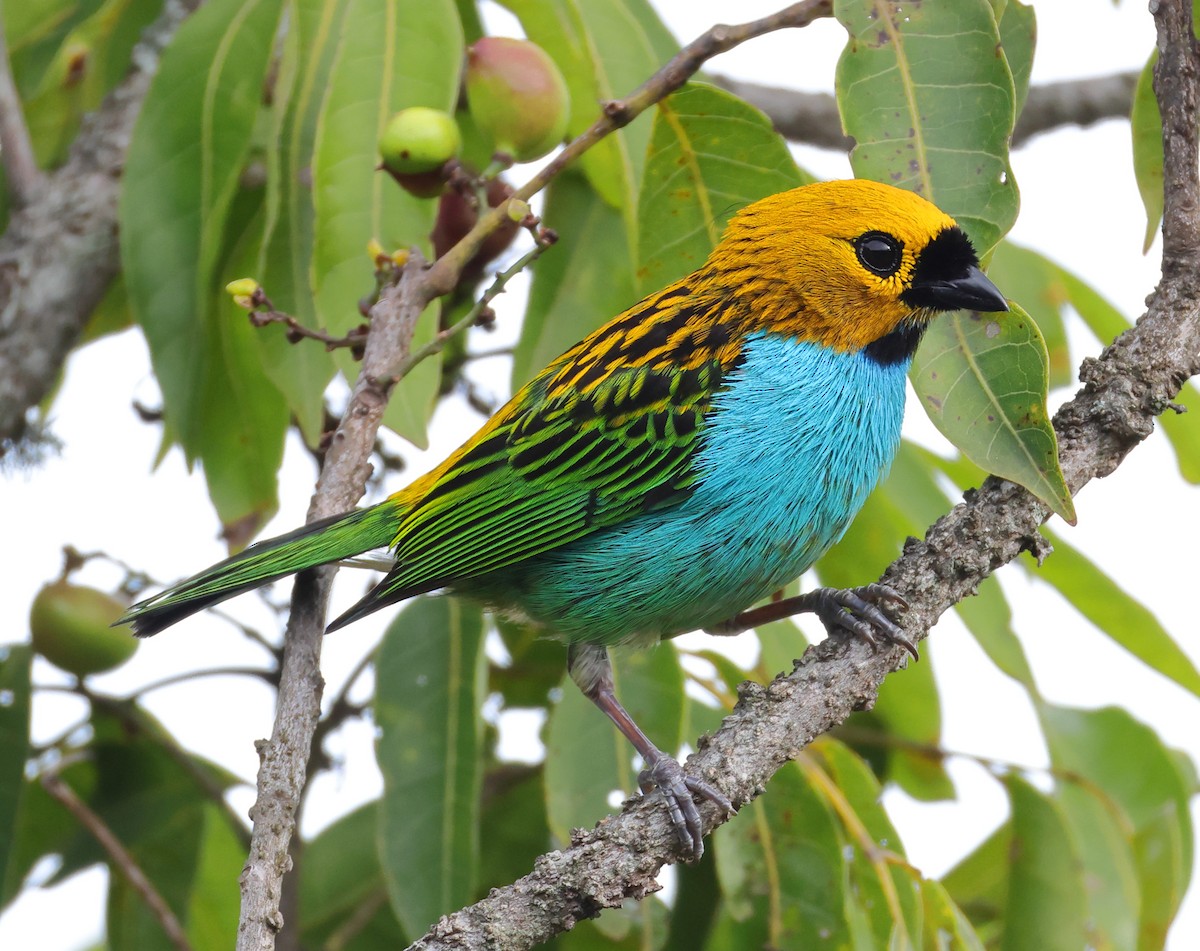 Gilt-edged Tanager - ML646366639