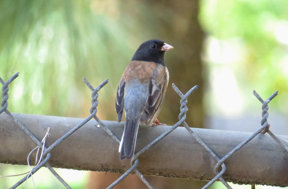 Dark-eyed Junco (Oregon) - ML646366643