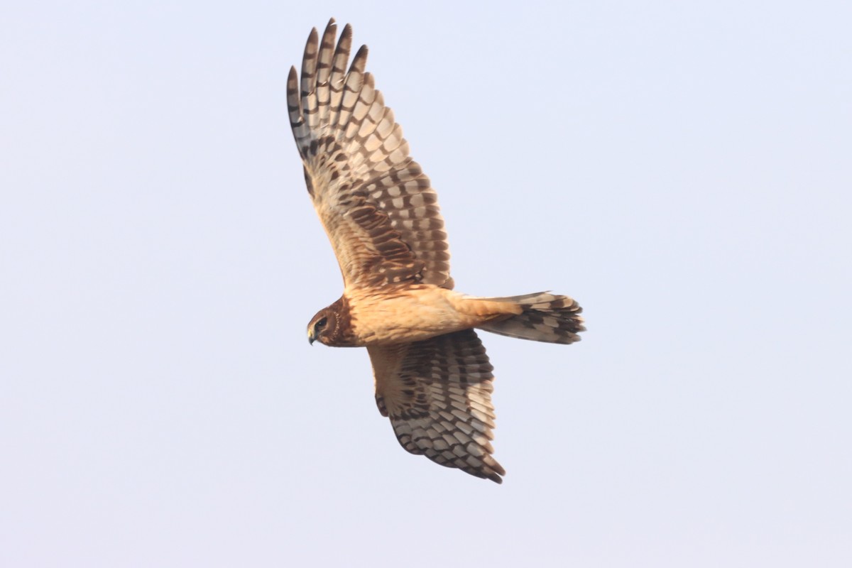 Northern Harrier - ML646366650