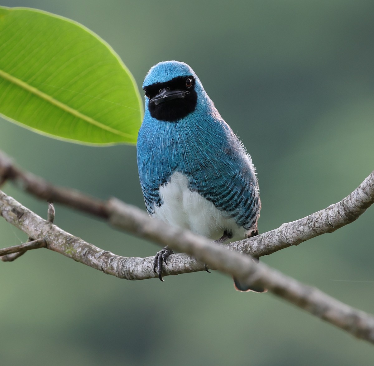 Swallow Tanager - ML646366652