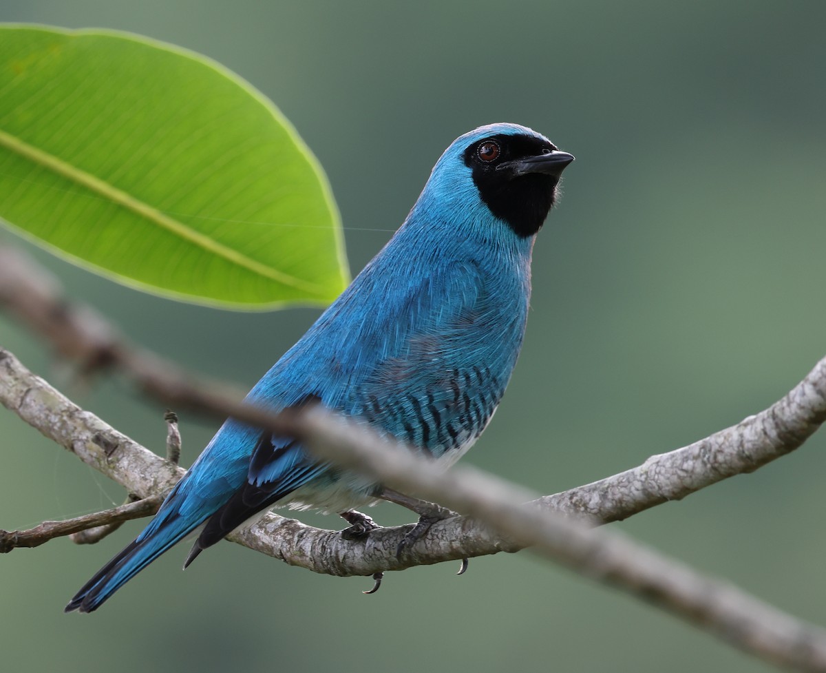 Swallow Tanager - ML646366653