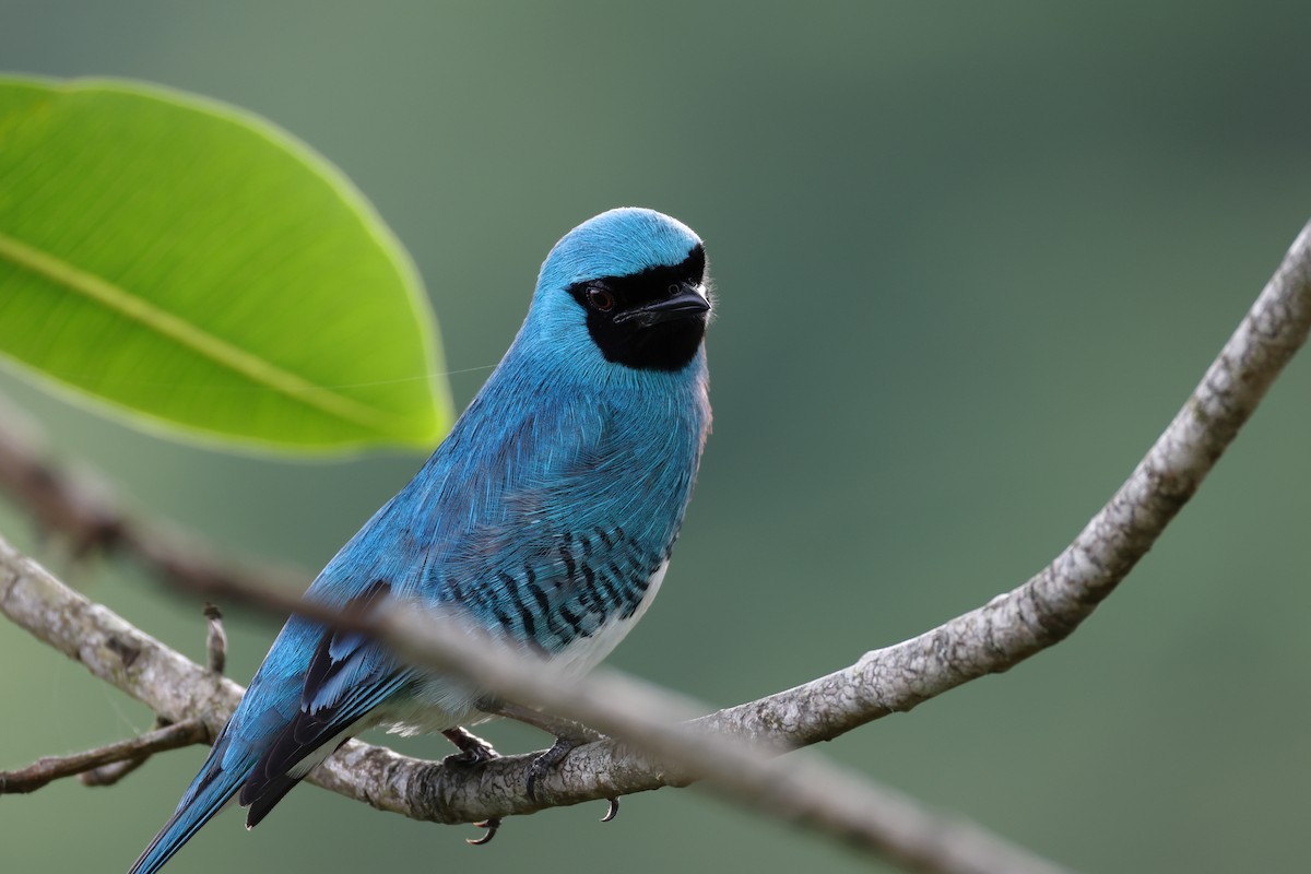 Swallow Tanager - ML646366654