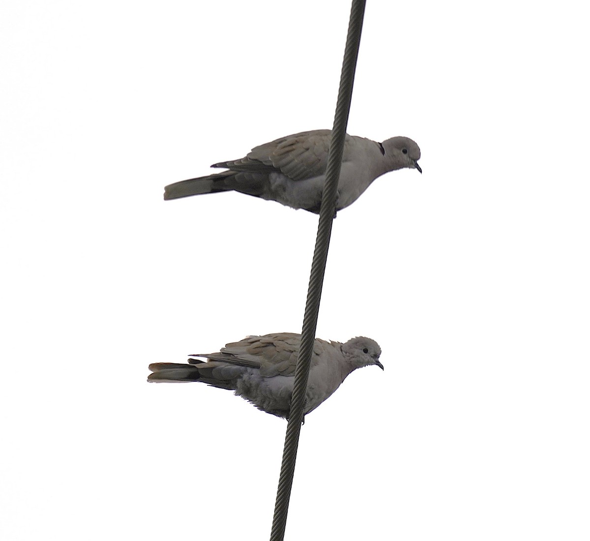 Eurasian Collared-Dove - ML646366661