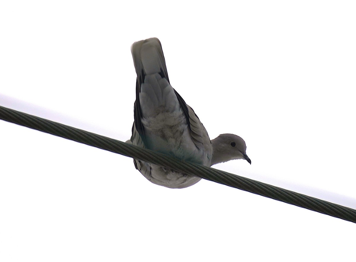 Eurasian Collared-Dove - ML646366662