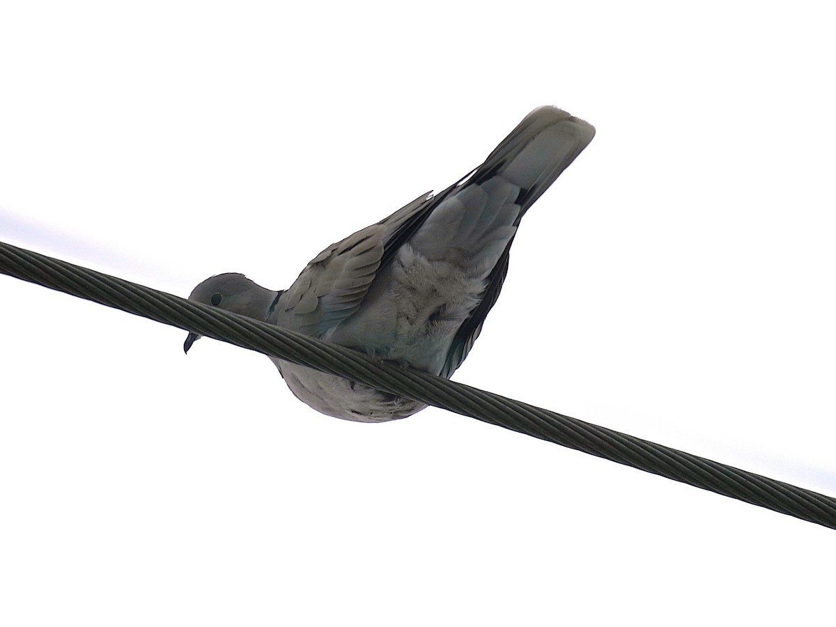 Eurasian Collared-Dove - ML646366663