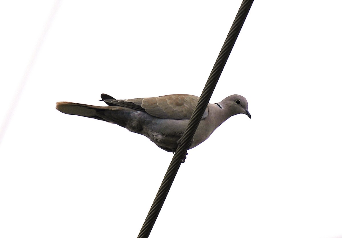 Eurasian Collared-Dove - ML646366664